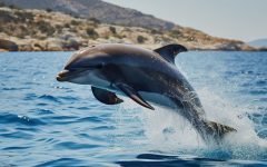 video:-golfinhos-encantam-turistas-na-praia-do-estaleiro,-em-porto-belo