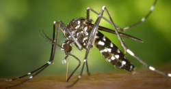 como-esta-a-situacao-da-dengue-em-itajai-e-regiao?