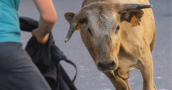 animal-e-resgatado-apos-denuncia-de-farra-do-boi-em-porto-belo