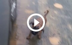 video:-casal-acusado-de-abandonar-7-filhotes-de-cachorro-em-pessimo-estado-e-indiciado-pela-pc