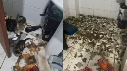 ‘urina-e-fezes’:-gatos-e-cachorro-sao-encontrados-em-situacao-de-maus-tratos-em-porto-belo